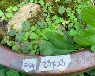 #244	tree in terrocota pot 23x23 pot with tree	 $120.00 			