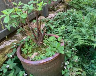#244	tree in terrocota pot 23x23 pot with tree	 $120.00 			