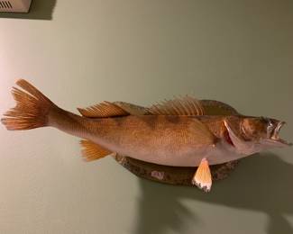 #224	mounted Sauger fish on drift wood 	 $85.00 			