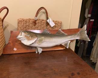 #225	mounted Rock fish strip bass fish on board	 $85.00 			