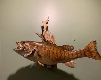 #223	mounted small mouth bassfish on drift wood 	 $75.00 			