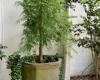 #278	Terracotta pot with Japanise maple tree YOU MOVE on drive way	 $200.00 			