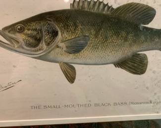 #108	Set of 2 Fish Prints  - Signed - 18x14 of Bass Framed	 $40.00 			