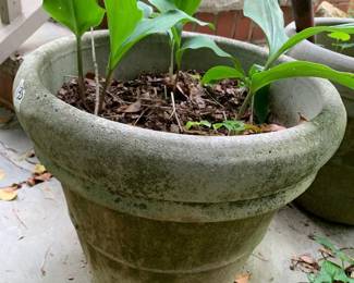 #136	Concrete Round Pot - 14x13	 $25.00 			 #137	Concrete Round Pot - 14x13	 $25.00 			