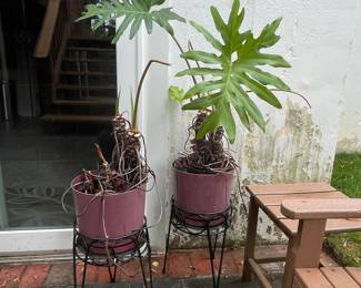Potted plants & Stands 