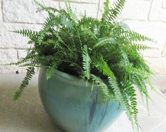 Boston Fern in ceramic planter