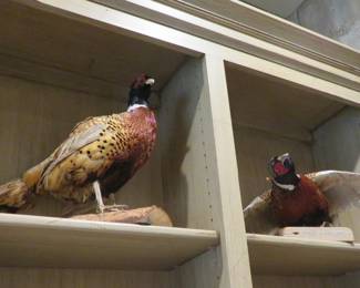 Pheasant taxidermy