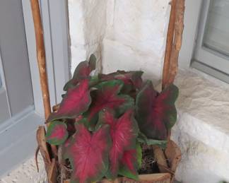 Live plants - all of them look pretty healthy