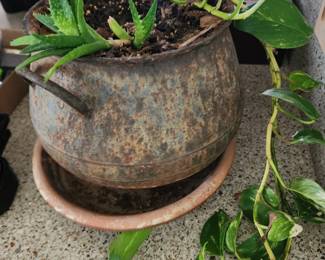 Cast Iron pot with plant