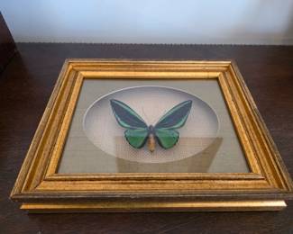 Butterfly framed in shadow box. Beautiful!!
