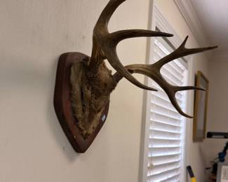 Mounted Deer Antlers Wall Plaque Taxidermy Trophy Hunting Lodge Decor Rack