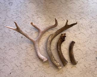 Shed Antlers