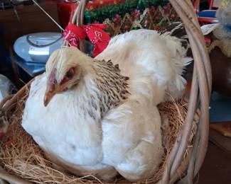 Henrietta....