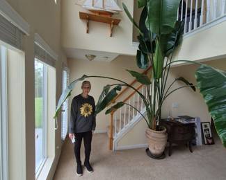 Live Palm plant