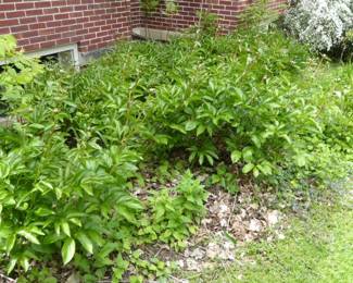 See prices & more info, copy & paste link below: https://beforeudemo.com/collections/downers-grove-il-residential-home