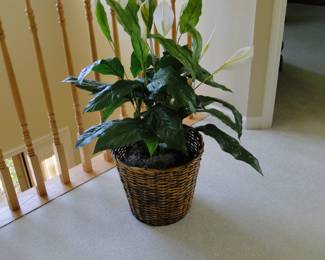 Faux peace lilly