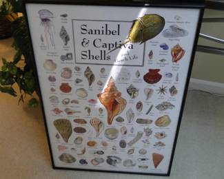 Shell chart, so you can identify your shells when you step on them on the beach