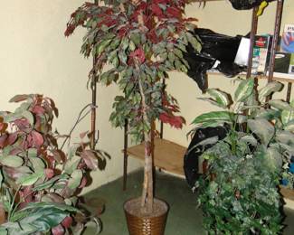 Tall tree, from the faux forest