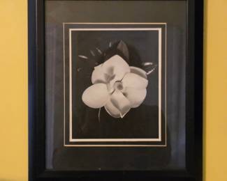 Magnolia Blossom Black and White Photograph by Imogen Cunningham