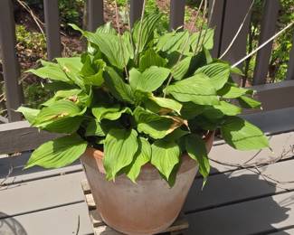 Hosta Plant in Terracotta Pot
