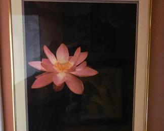 Edward Steichen Lotus Photograph