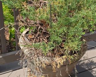 Shimpaku Juniper Bonsai
