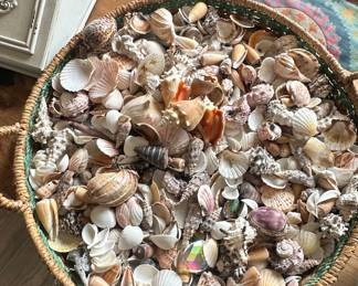 Assorted Seashell Collection in Woven Basket