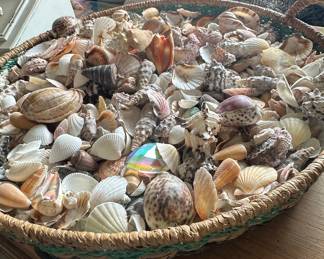 Assorted Seashell Collection in Woven Basket