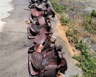 Many saddles!
