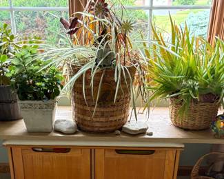Large House Plants