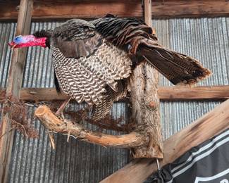 Mounted Tom Turkey