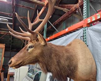 Mounted Elk head