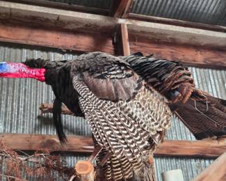 Taxidermy Tom Turkey