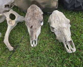 Animal skulls