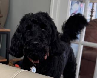 One Lucky Dog! (Not for Sale!)