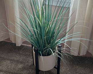 Plants 