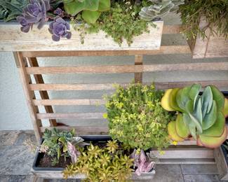 West Elm plant wall with succulents