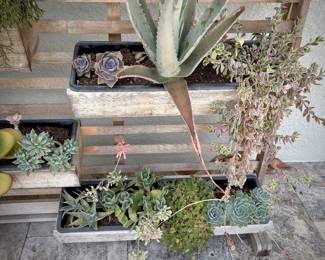 West Elm plant wall with succulents