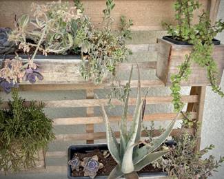 West Elm plant wall with succulents