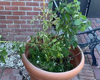 Terracotta Rose Planter with Rose Bush