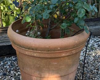 Large Italian Terracotta Pot with Rose Bush