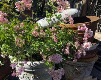 Large Decorative Garden Planters with Pink Roses
