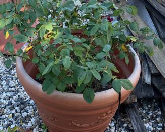 Terracotta Rose Planter with Vine Motif