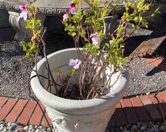 Geranium Plant in Embossed Decorative Pot