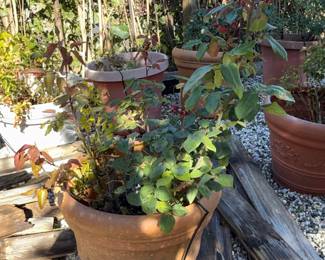 Terracotta Rose Pot with Pink Rose