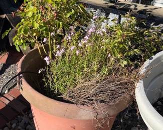 Terracotta Planter with Rose Bush and Calamintha Nepeta