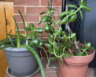 025 pairofhouseplants