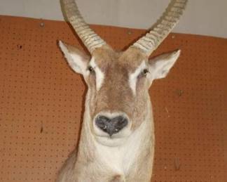waterbuck