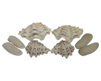 5341 - 6 Clam Shells