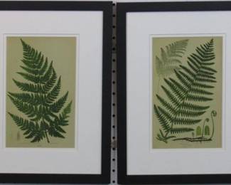 9110 - Set of 2 Ferns (Description): 12.5 X 16.5